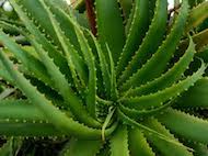 aloe vera plant